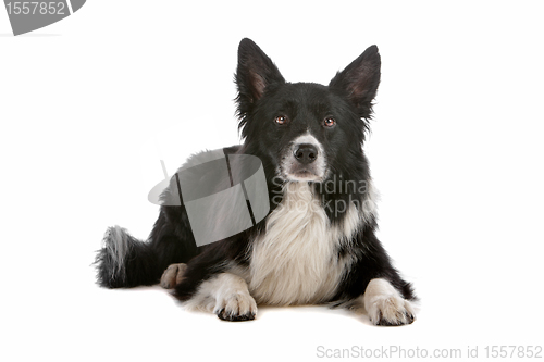 Image of border collie sheepdog