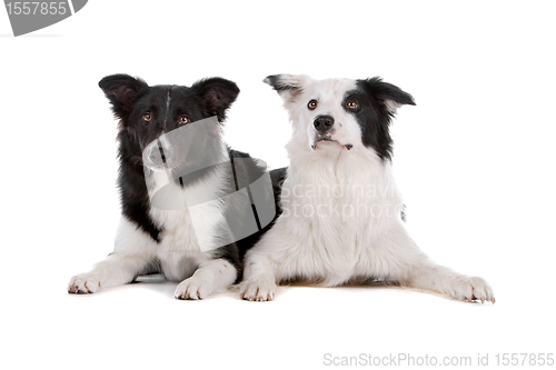 Image of two border collie sheepdogs