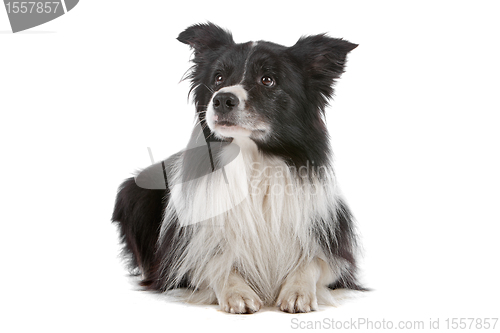 Image of border collie sheepdog