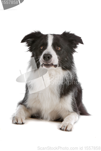 Image of border collie sheepdog