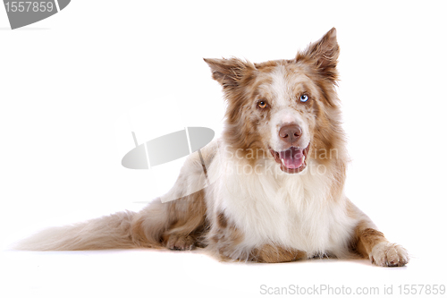 Image of border collie sheepdog