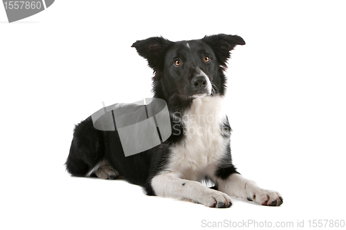 Image of border collie sheepdog