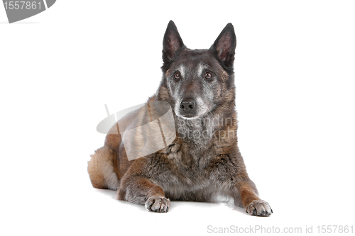 Image of old and grey Belgian Shepherd