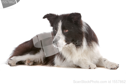 Image of border collie sheepdog