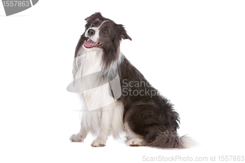 Image of border collie sheepdog