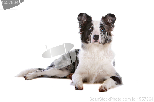 Image of border collie sheepdog