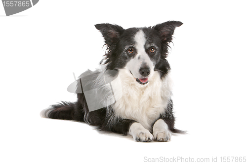 Image of border collie sheepdog