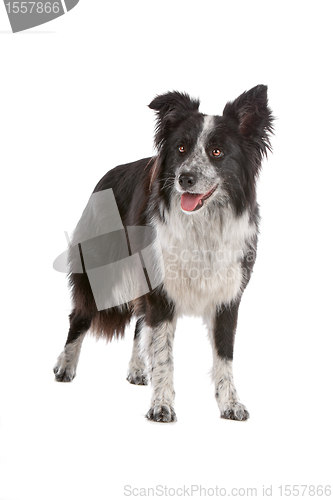 Image of border collie sheepdog