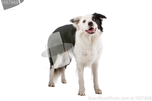 Image of border collie sheepdog