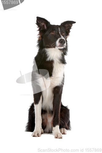 Image of border collie sheepdog