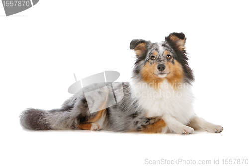 Image of Shetland Sheepdog, Sheltie