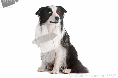 Image of border collie sheepdog