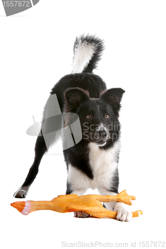 Image of border collie sheepdog