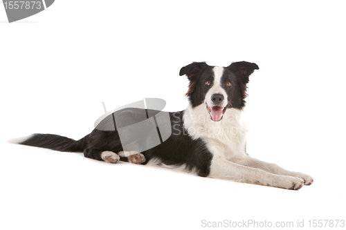 Image of border collie sheepdog