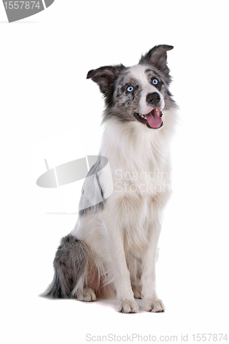 Image of border collie sheepdog