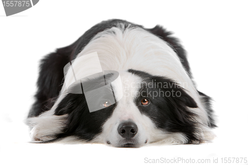 Image of border collie sheepdog