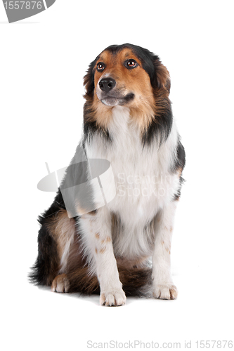 Image of border collie sheepdog