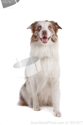 Image of border collie sheepdog