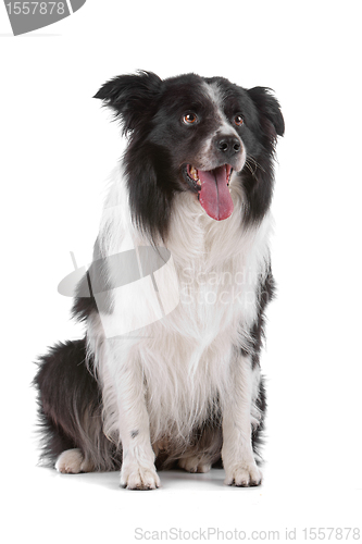 Image of border collie sheepdog