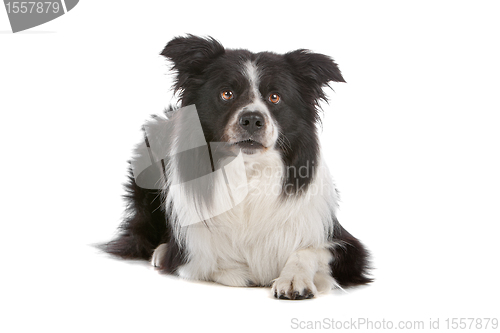 Image of border collie sheepdog