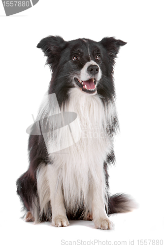 Image of border collie sheepdog