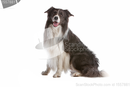 Image of border collie sheepdog