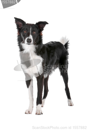 Image of border collie sheepdog