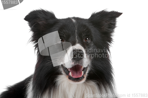 Image of border collie sheepdog