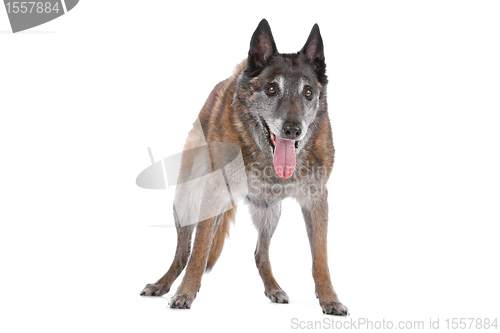 Image of old and grey Belgian Shepherd