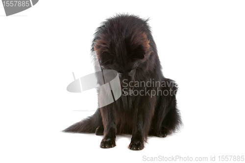 Image of Groenendaeler or black long haired Belgium shepherd