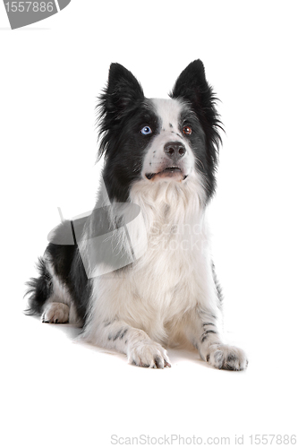 Image of border collie sheepdog