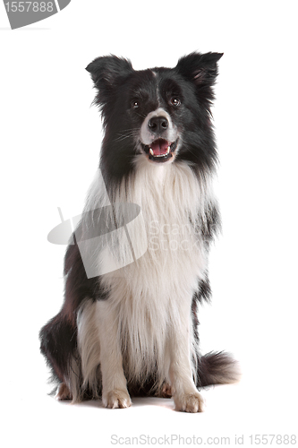 Image of border collie sheepdog