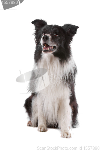 Image of border collie sheepdog