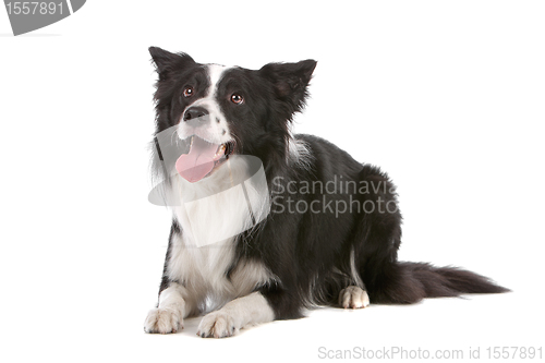 Image of border collie sheepdog