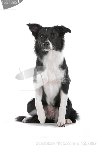 Image of border collie sheepdog