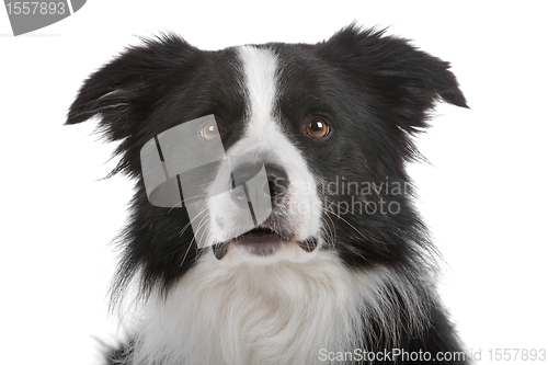 Image of border collie sheepdog