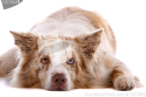 Image of border collie sheepdog