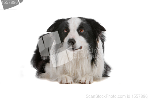 Image of border collie sheepdog