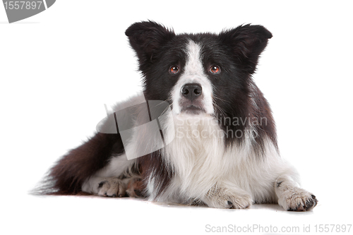 Image of border collie sheepdog