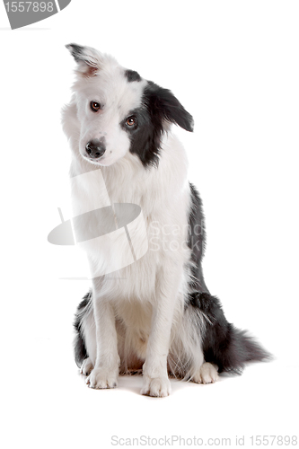 Image of border collie sheepdog