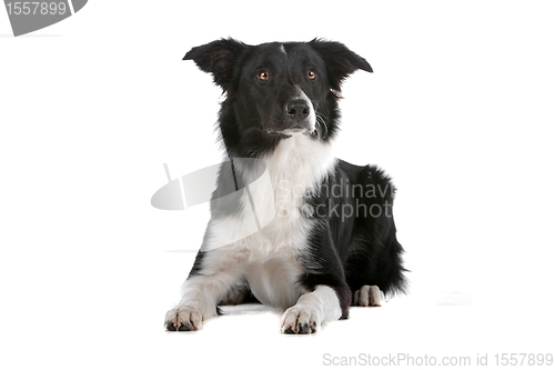 Image of border collie sheepdog