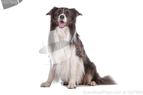 Image of border collie sheepdog