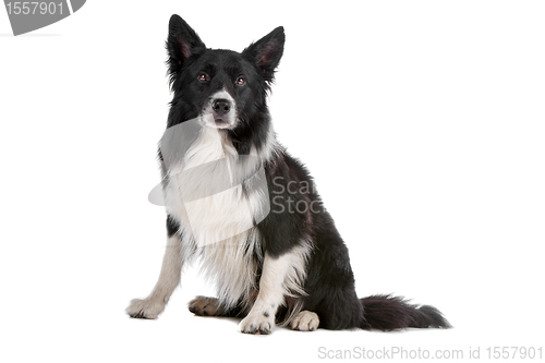 Image of border collie sheepdog