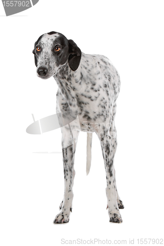 Image of white Greyhound dog with black spots