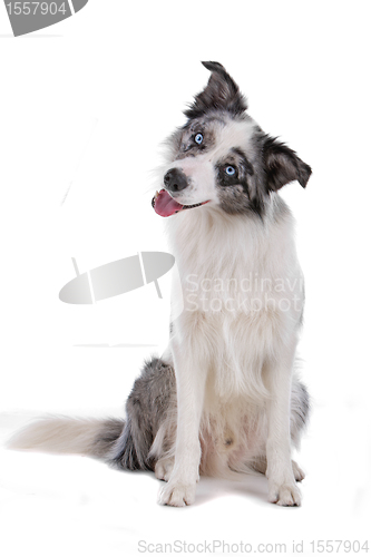 Image of border collie sheepdog