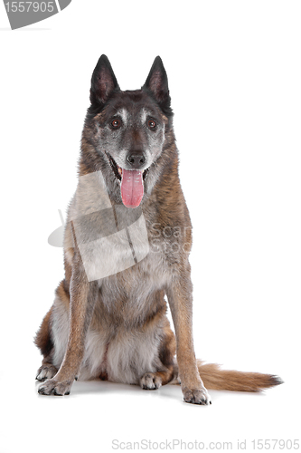 Image of old and grey Belgian Shepherd