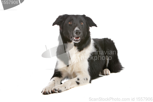 Image of border collie sheepdog