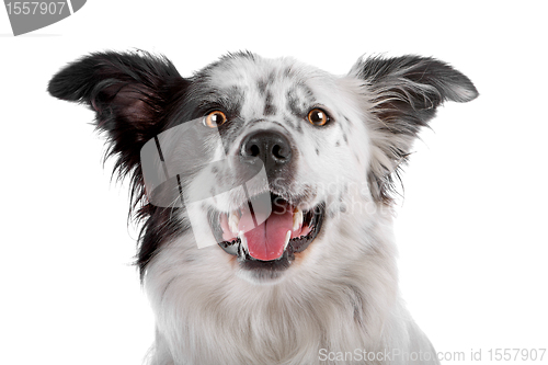 Image of border collie sheepdog