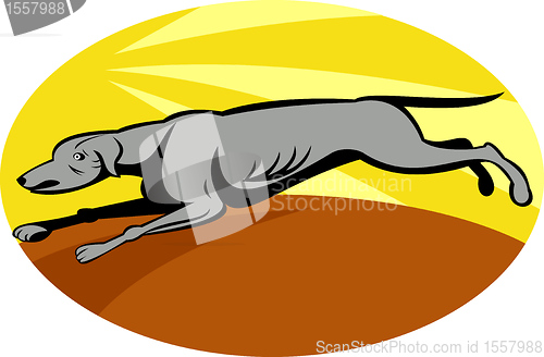 Image of greyhound dog running