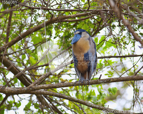 Image of Boat-billed Heron